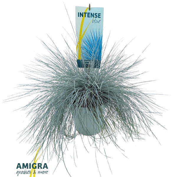 <h4>Festuca glauca Intense Blue®</h4>