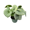 Brunnera