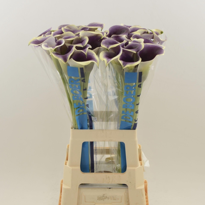 <h4>Calla Ranomi</h4>