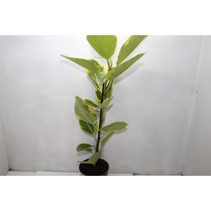FICUS ALTISSIMA P17