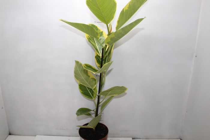 <h4>FICUS ALTISSIMA P17</h4>