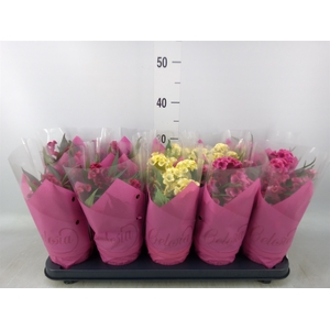 Celosia arg. CR 'Hot Topic'   ..mix