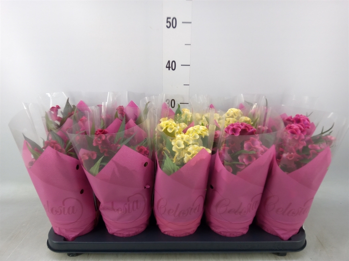 <h4>Celosia arg. CR 'Hot Topic'   ..mix</h4>