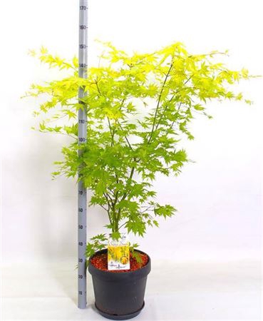 <h4>Acer Pa Orange Dream</h4>