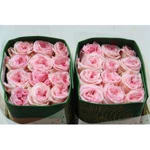 R Gr Pink O Hara