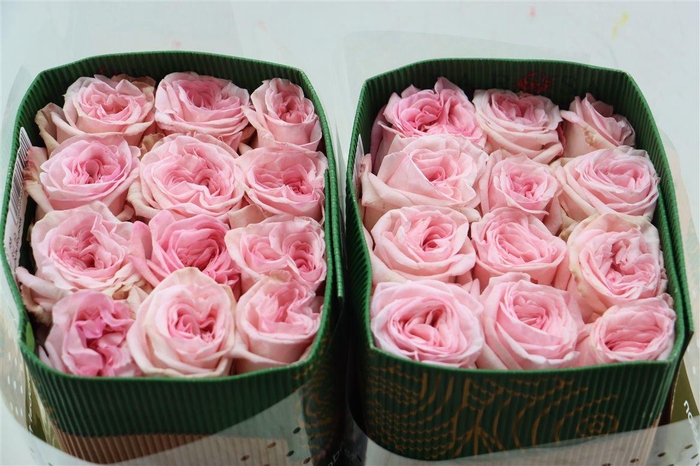 <h4>R Gr Pink O Hara</h4>