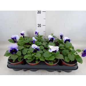 Viola corn. 'Evo Mini Violet Beaco'