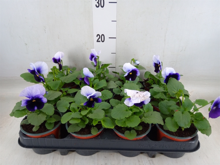 <h4>Viola corn. 'Evo Mini Violet Beaco'</h4>