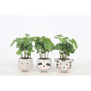 Coffea arabica