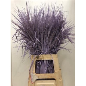 DROOG GERST .LAVENDE