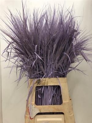 <h4>DROOG GERST .LAVENDE</h4>