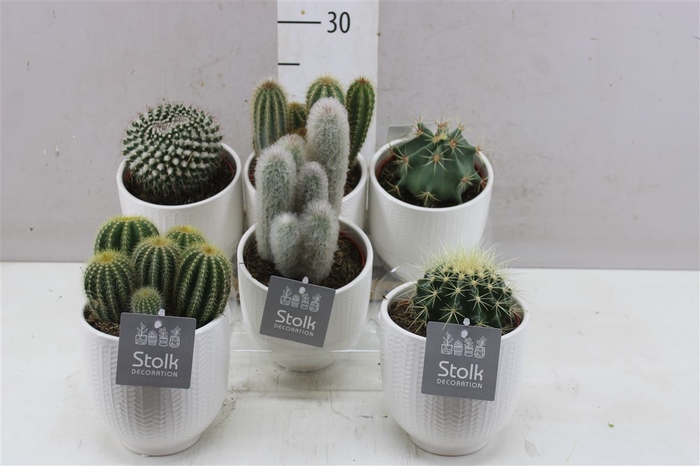 <h4>Cactus Gemengd Liv Keramiek</h4>