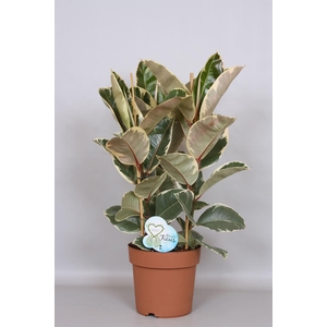 Ficus elastica 'Tineke'