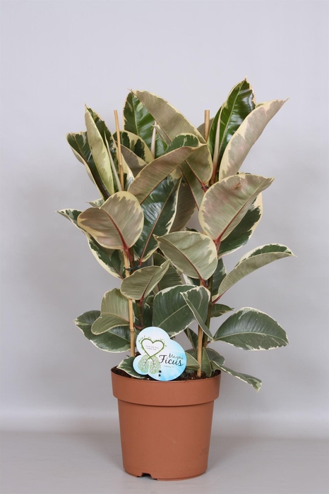 <h4>Ficus elastica 'Tineke'</h4>