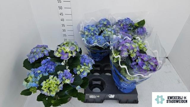 <h4>HYDR M EARLY BLUE</h4>