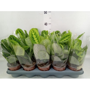 Maranta leuc. 'Lemon'