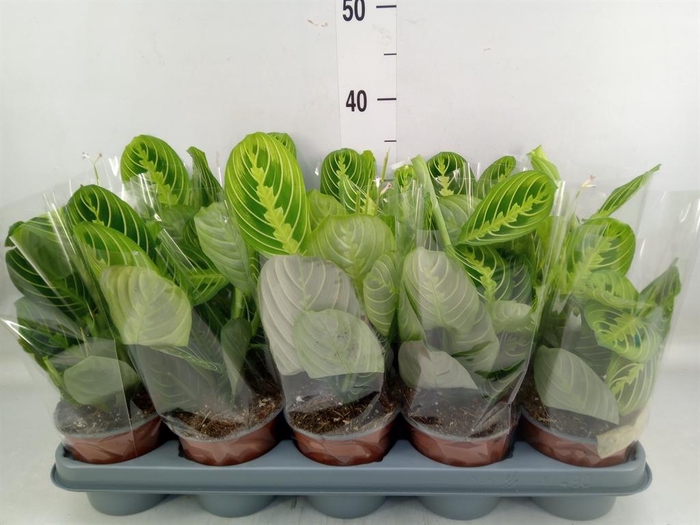 <h4>Maranta leuc. 'Lemon'</h4>