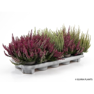 CALLUNA VULGARIS p11 mix