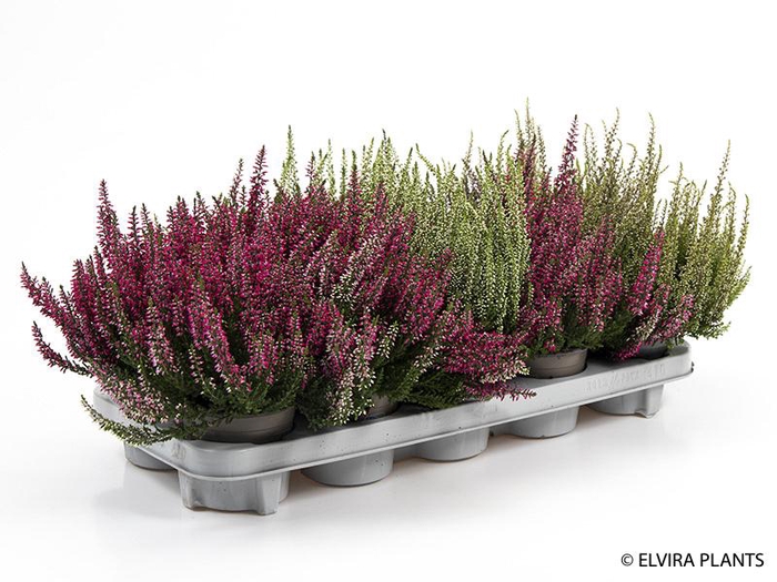 <h4>CALLUNA VULGARIS p11 mix</h4>