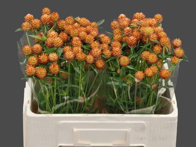 <h4>GOMPH HAAGEANA</h4>