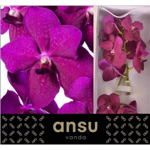 Vanda Ni Rasp Cerise