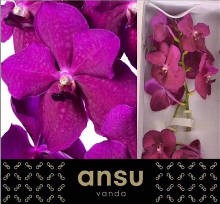 <h4>Vanda Ni Rasp Cerise</h4>