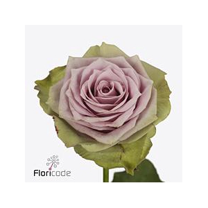 Rosa large samantha's bridal