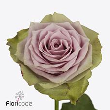 <h4>Rosa large samantha's bridal</h4>