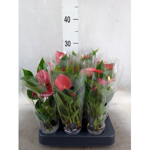 Anthurium andr. 'Micra'