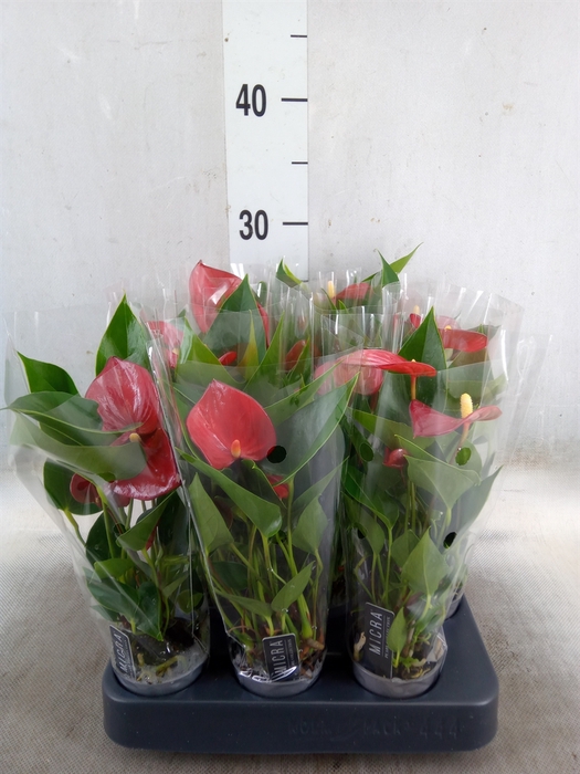 <h4>Anthurium andr. 'Micra'</h4>