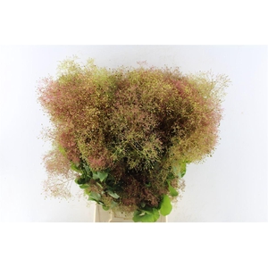 Cotinus Coggygria