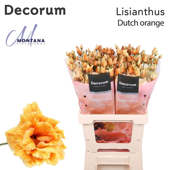 <h4>Eustoma russ. DU   ...</h4>