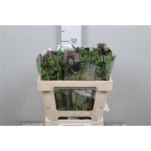 Anem Co Galil Bordea