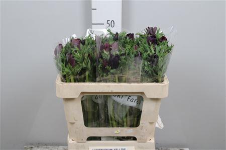 <h4>Anem Co Galil Bordea</h4>