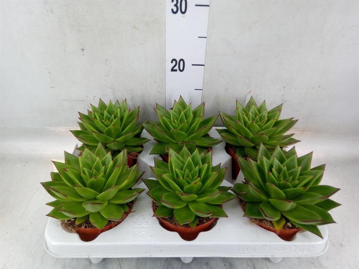 <h4>Echeveria agavoides</h4>
