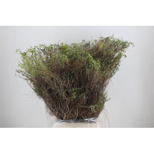 Euph Spinoza Long 500gr P Bunch