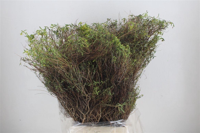 <h4>Euph Spinoza Long 500gr P Bunch</h4>