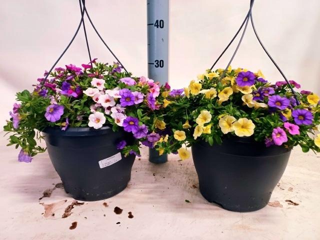 <h4>CALIB TRIOB P GEM PT</h4>