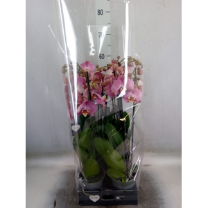 Phalaenopsis   ...