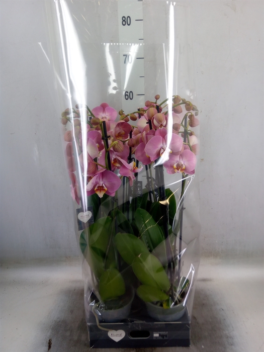 <h4>Phalaenopsis   ...</h4>