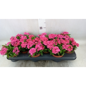 Verbena   ...