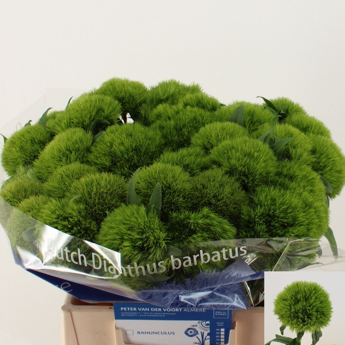 <h4>DI BARB KIWI MELLOW</h4>