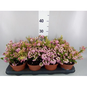Gaultheria   ...rose berry