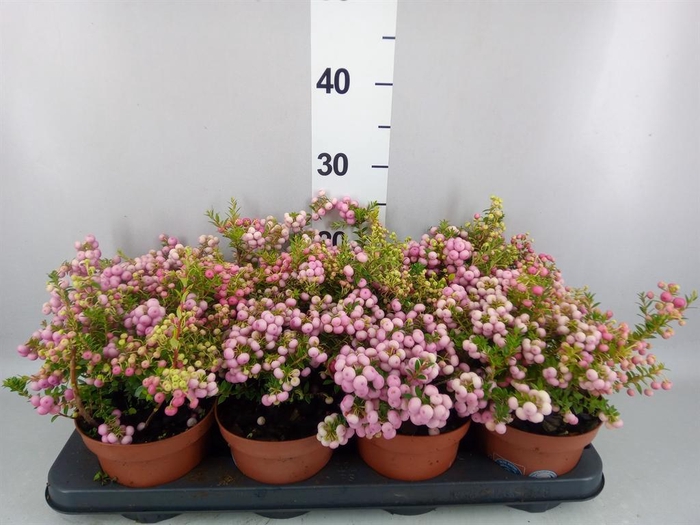 <h4>Gaultheria   ...rose berry</h4>