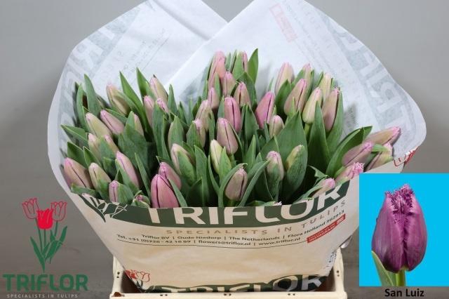 <h4>TU FR SAN LUIZ</h4>