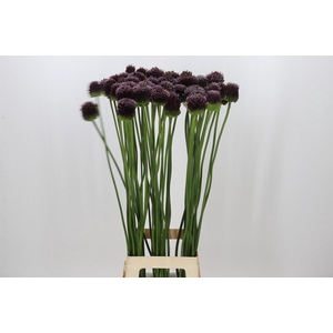 Allium Forelock