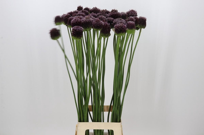 <h4>Allium Forelock</h4>