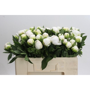 Paeonia Madame Claude Tain