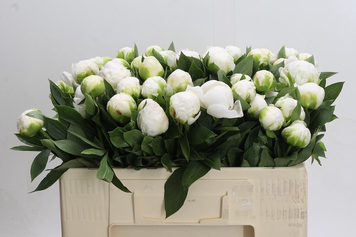 <h4>Paeonia Madame Claude Tain</h4>