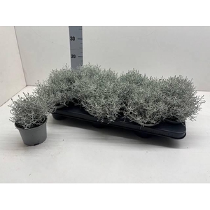 LEUCOPH BROWNII
